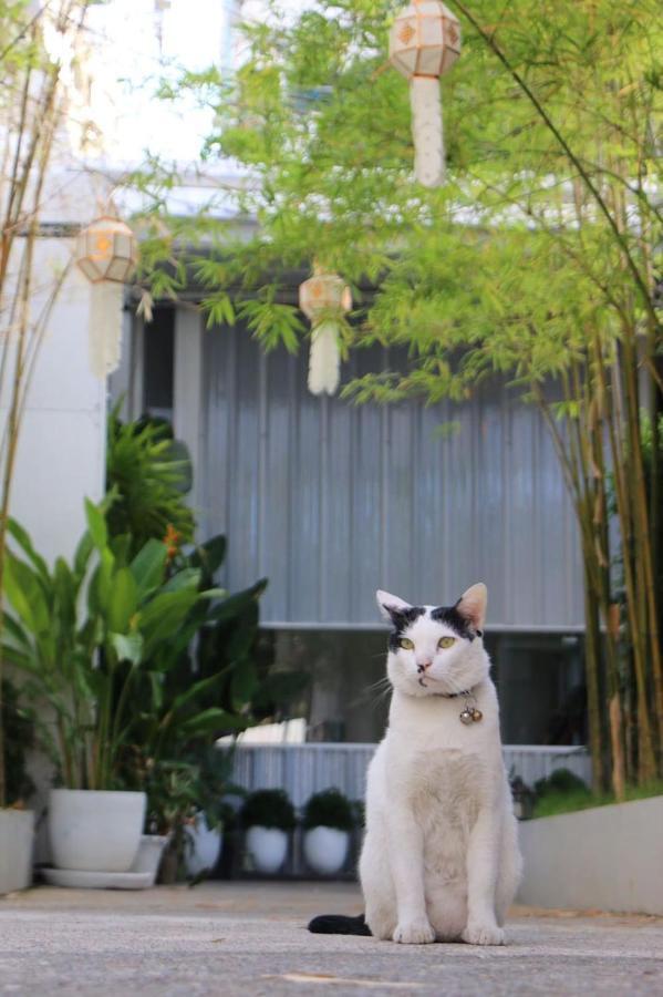 The Park Society Hostel Chiang Mai Bagian luar foto